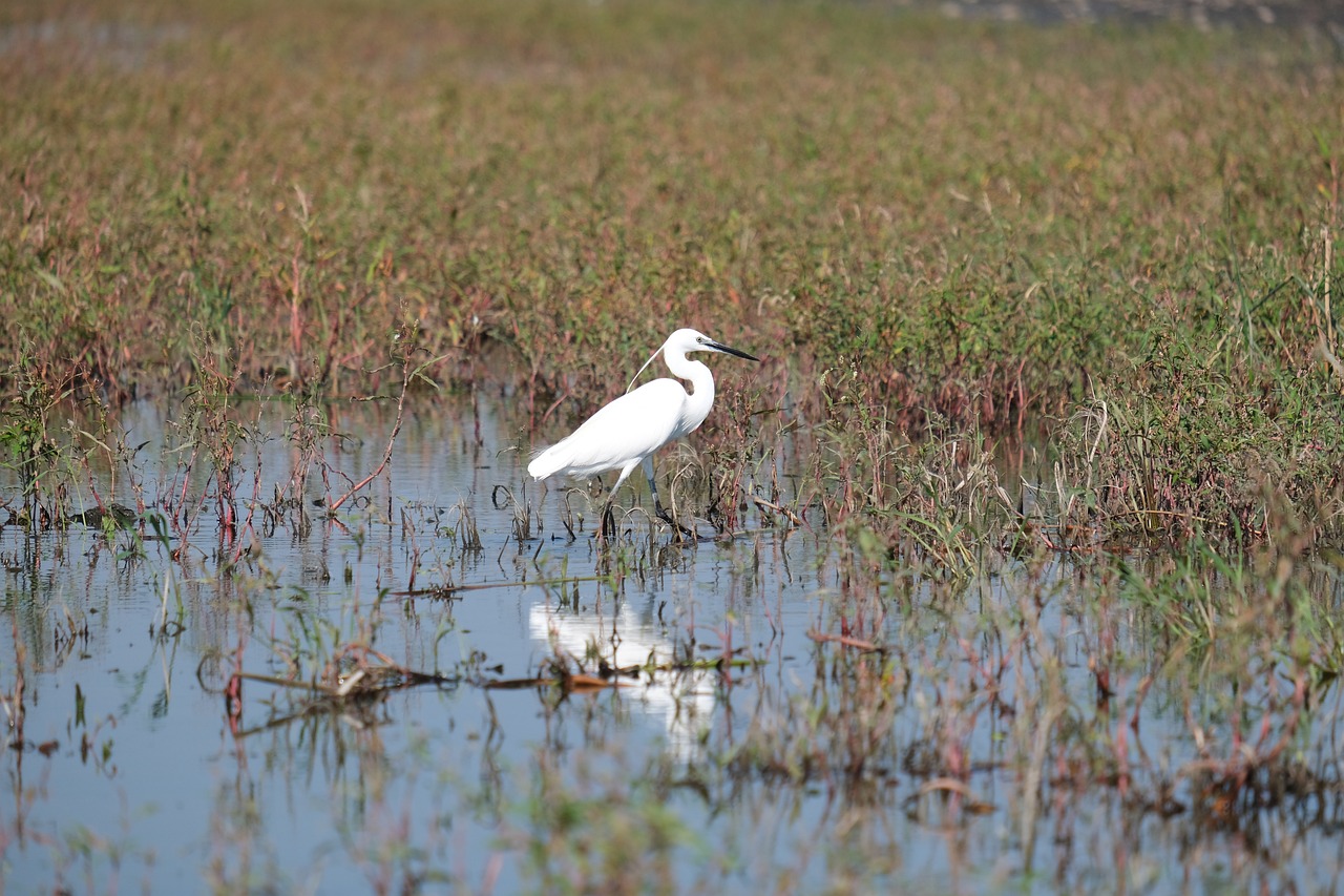 Understanding the Importance of Recycling to Wildlife Preservation